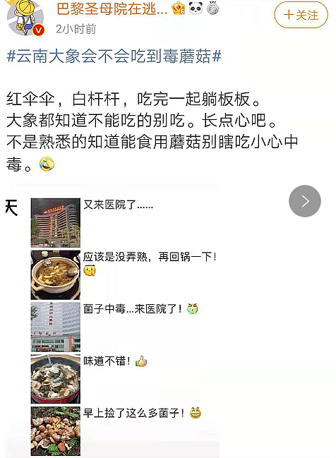 “云南大象会不会吃到毒蘑菇”冲上热搜！1亿网友围观操碎了心（组图） - 5