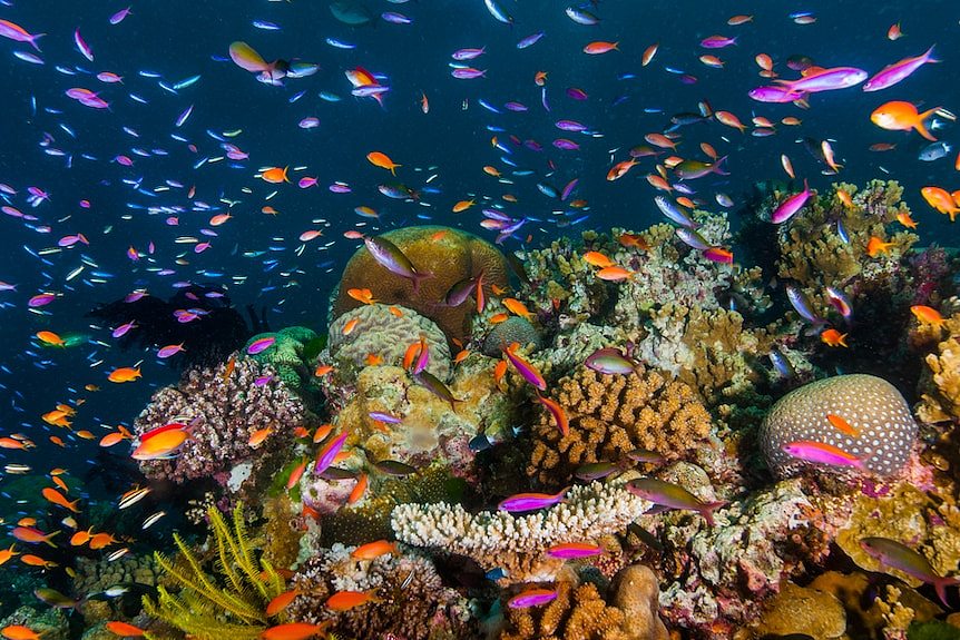 水下的大堡礁。