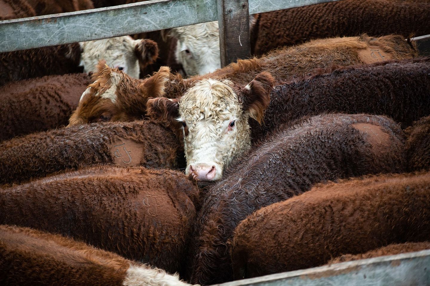 阿根廷虽为全球第五大牛肉生产国，但售价过高令国内民众却步，肉食摄取量大跌。（Reuters）