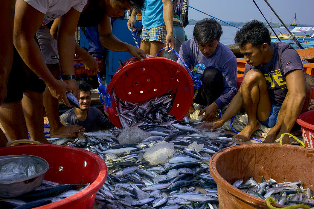 杰卢拉的“J-Dan”号上的渔民将捕获的鱼分类。