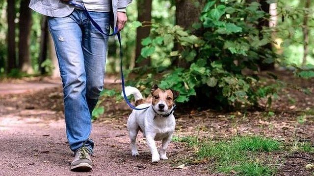 a dog walker