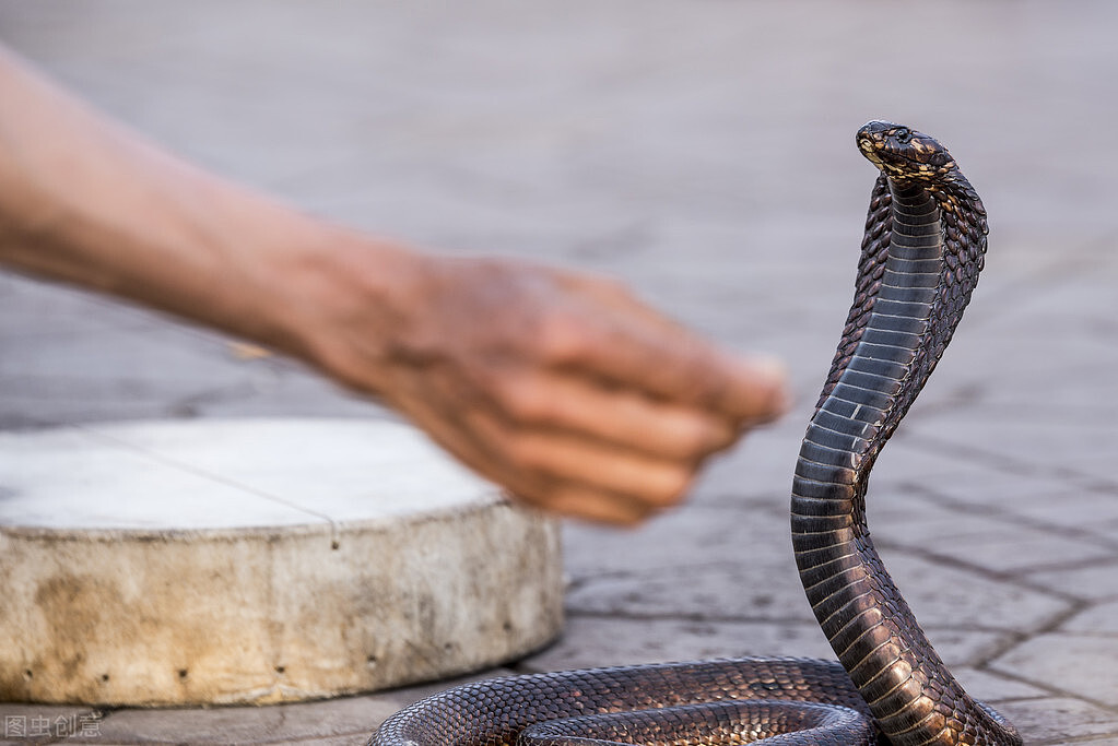 菲律宾62岁“蛇人”声称对蛇毒免疫，被当地眼镜蛇咬死