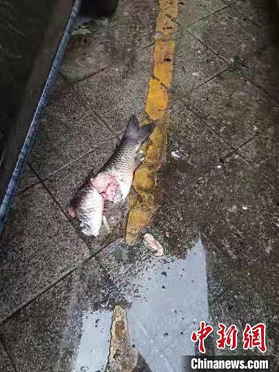 “寻短”草鱼已身首分离。宜宾市叙州区警方 供图