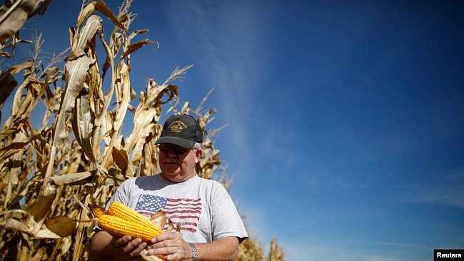 在伊利诺伊州米努卡，农民丹·罗伯茨在收获期间检查他的玉米作物。（资料照片，2014年9月24日）
