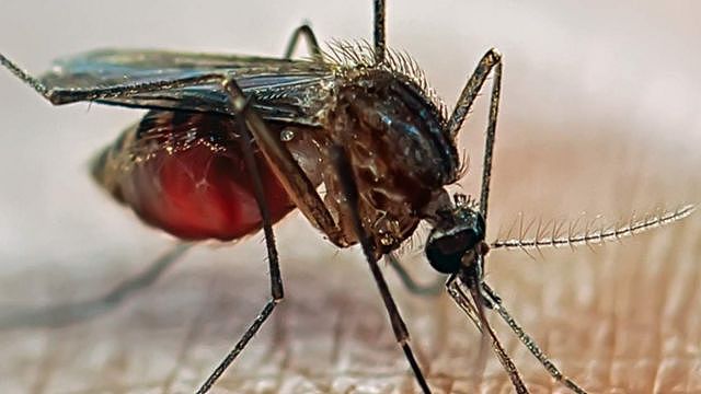 改造生物体可以成为对抗疟疾等疾病的一种方法。