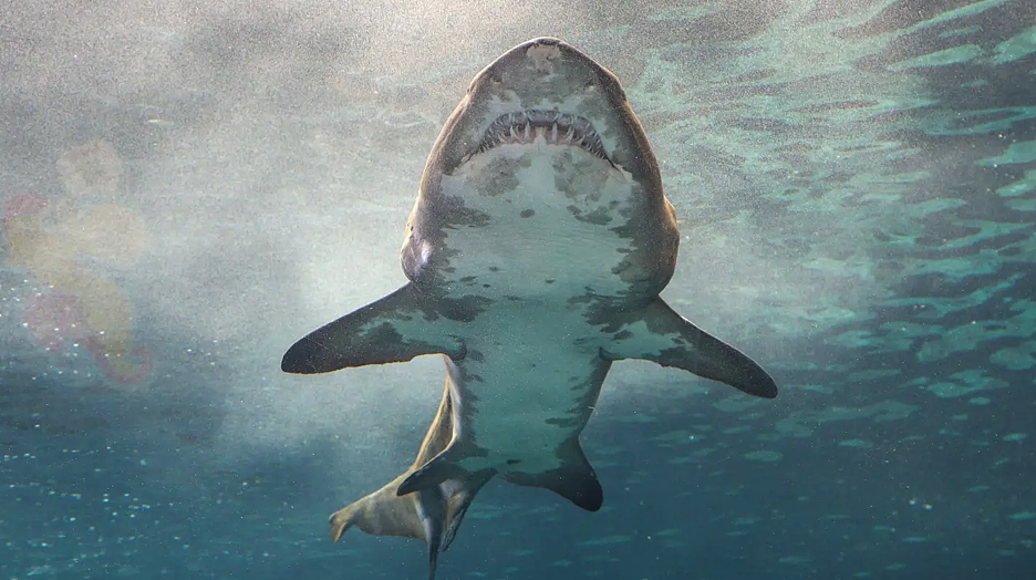 澳大利亚号称“鲨鱼骑士”的男人，遭遇鲨鱼袭击被紧急送医救治