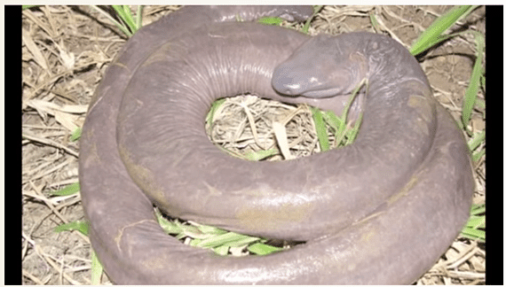 美国本土惊现“阴茎蛇”：为稀少两栖动物，外形非常像男性生殖器（图） - 1