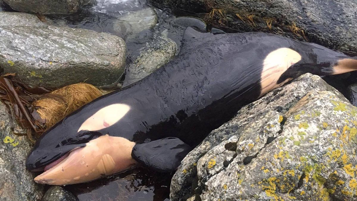 虎鲸搁浅岸边岩石，人类拎着桶给它浇水6小时！总算活了
