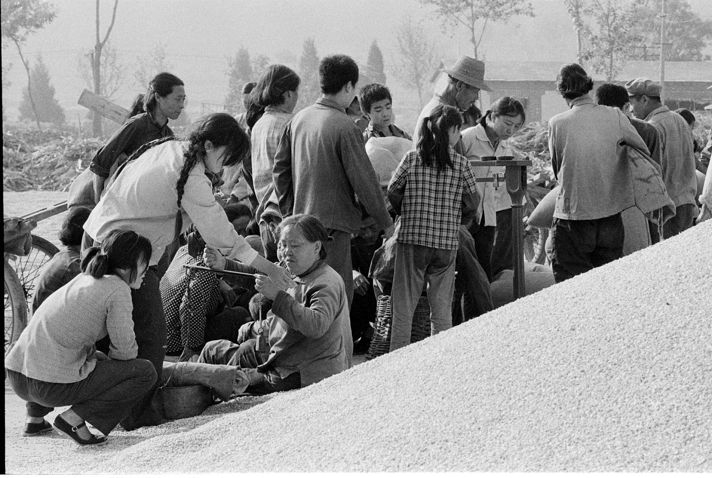 在毛泽东时代，中国绝大多数人都被纳入单位之中。图为1976年，河南省某地社员们在人民公社生产队分粮。（VCG）