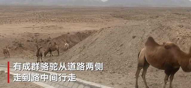 实地探访于月仙车祸发生地：地上还留有完整车牌，成群骆驼走到路中间（视频/组图） - 6