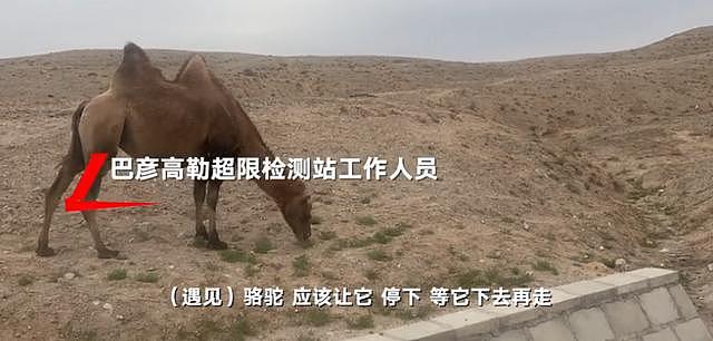 实地探访于月仙车祸发生地：地上还留有完整车牌，成群骆驼走到路中间（视频/组图） - 8