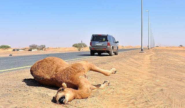 谢大脚车祸背景：阿拉善骆驼从无人饲养到数量暴增，发生了什么？（组图） - 3