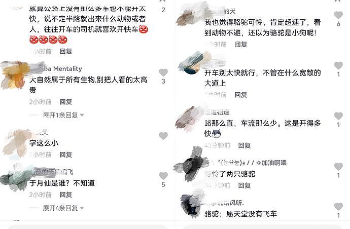 于月仙车祸去世遭网暴，网友心疼两只被撞死的骆驼，留言骂她活该（组图） - 15