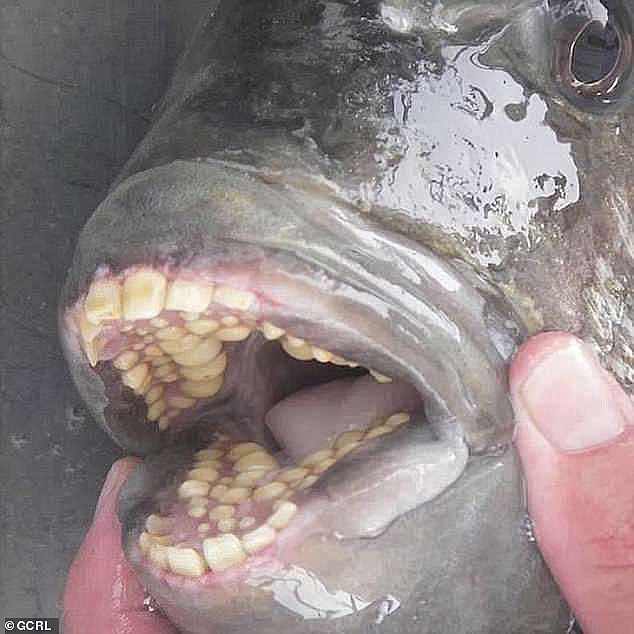 北美海岸惊现怪鱼，满口人类牙齿，身上条纹像囚服，味道鲜美