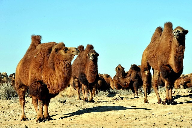 “谢大脚”车祸背后：阿拉善骆驼为何上公路散步