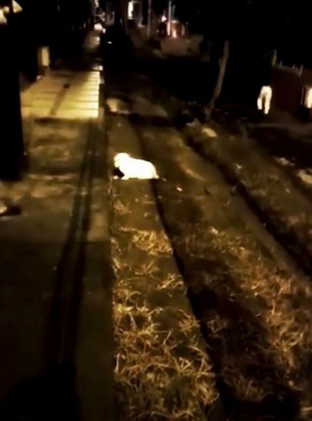 监控拍到“一双腿”在行走，没有上半身像隐形人，街边的兔子都被吓跑（组图） - 3