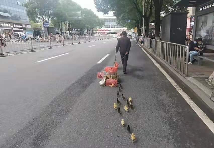 大爷上街遛鸭横穿马路 交警：每次遇到都会劝阻 - 5
