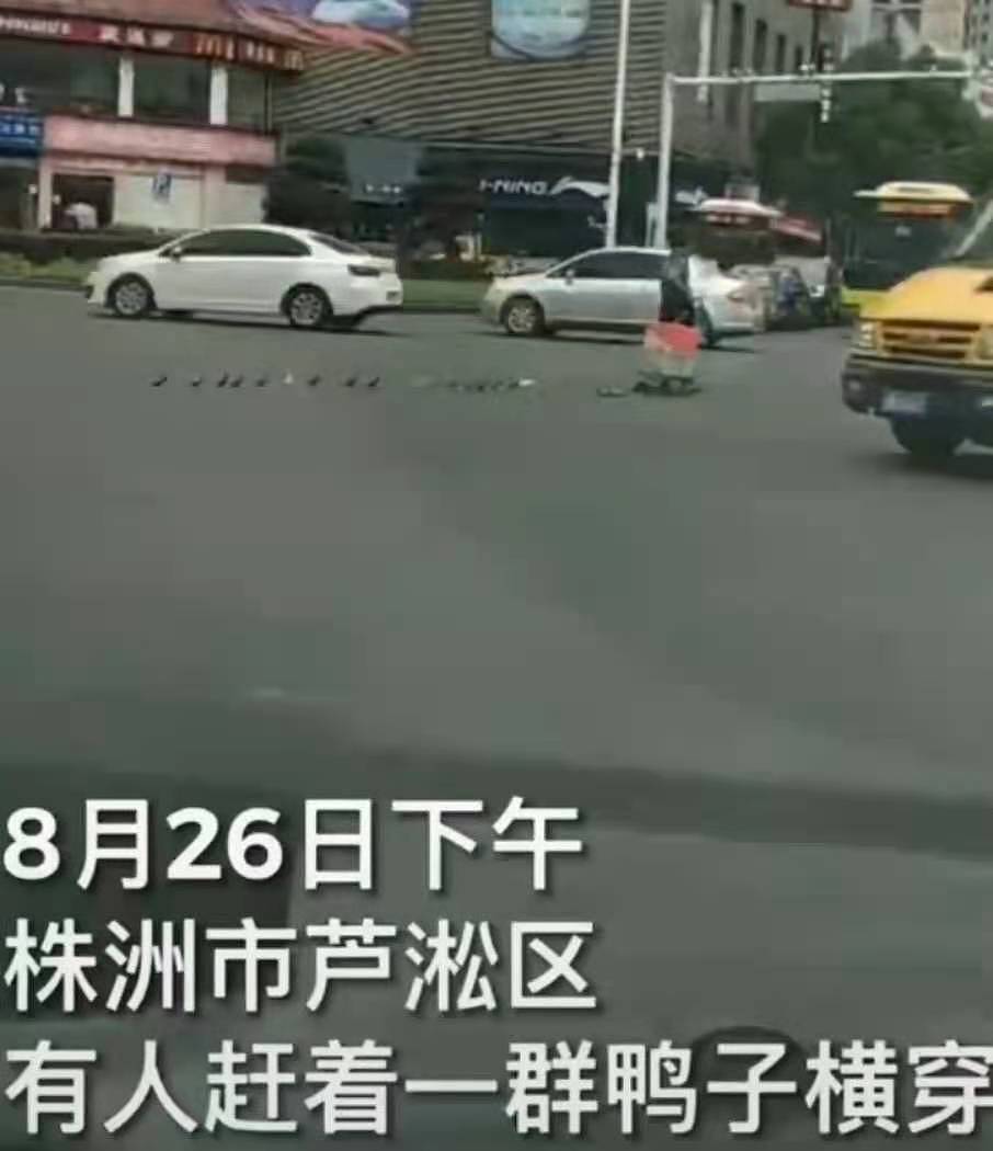 大爷上街遛鸭横穿马路 交警：每次遇到都会劝阻 - 3