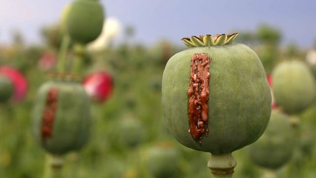 阿富汗的罂粟