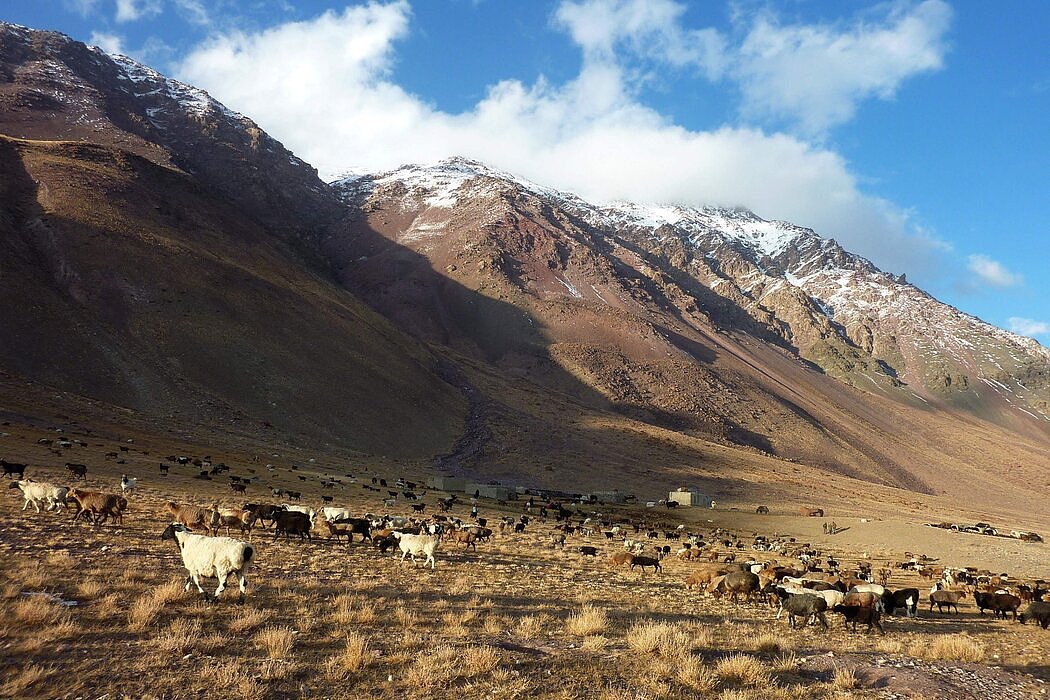 在阿富汗瓦罕走廊放牧的牲畜，这里靠近中国边境。塔利班在阿富汗重新掌权放大了中国的安全担忧。