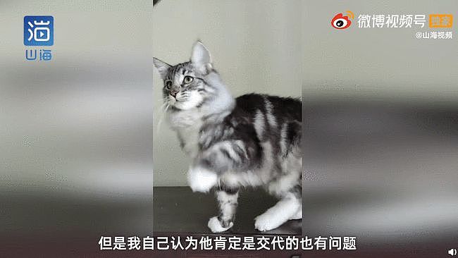 名贵猫咪送医院检测被误做绝育手术，主人很崩溃，院方称误会（视频/组图） - 5