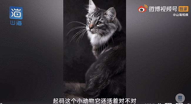 名贵猫咪送医院检测被误做绝育手术，主人很崩溃，院方称误会（视频/组图） - 4