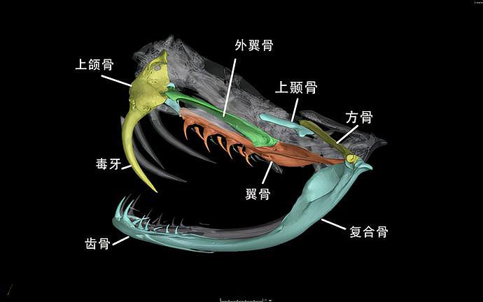 泰国巨蟒吞下小牛：或未将小牛彻底绞死、肚子被踢破爆裂惨死！（组图） - 8