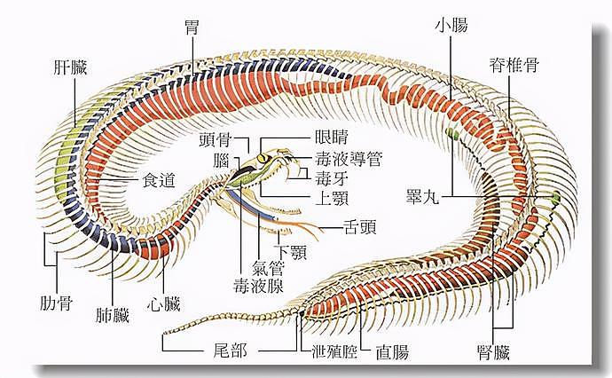 泰国巨蟒吞下小牛：或未将小牛彻底绞死、肚子被踢破爆裂惨死！（组图） - 10