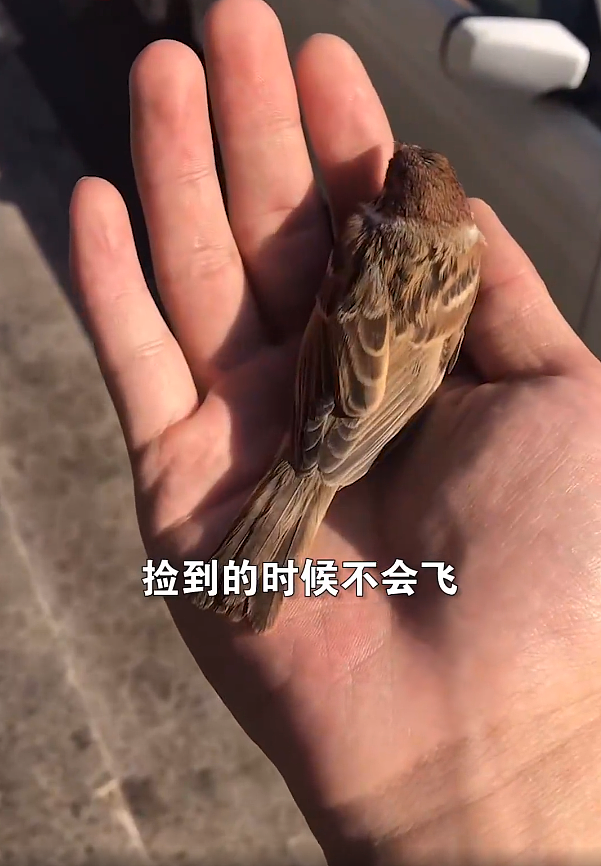 辽宁一男子救治受伤麻雀，治好后麻雀把他当成主人，赖着不走了