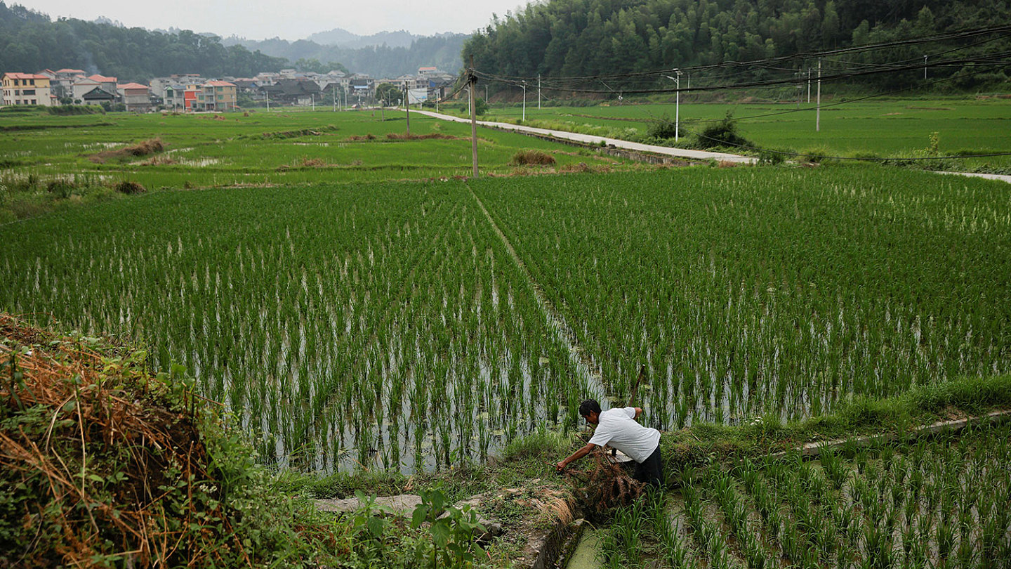 2021 年 6 月 11 日，贵州省黎平县阳朝村，一位农民正在耕作他的稻田。（路透社）