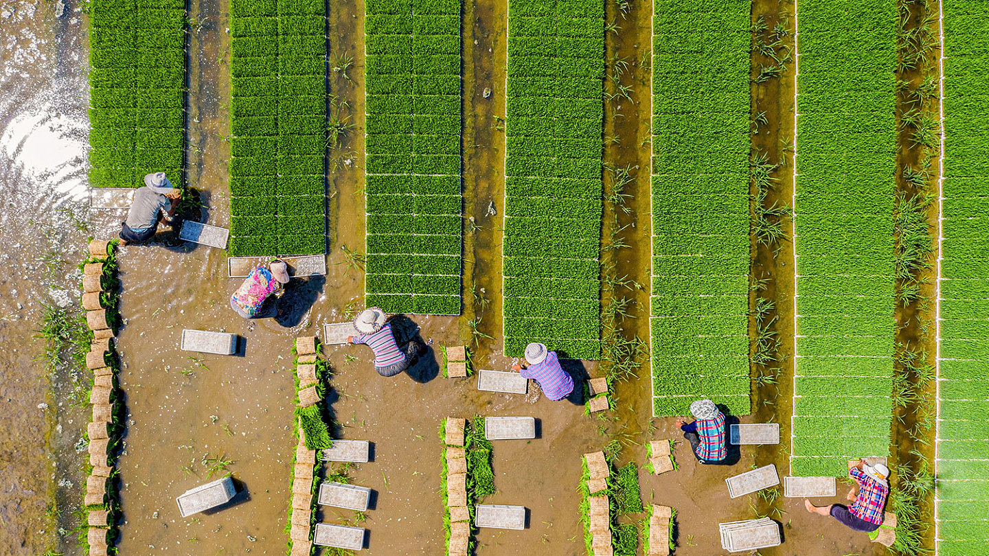 2021 年 6 月 22 日，江苏省海安市农民在稻田里种植水稻。（法新社）