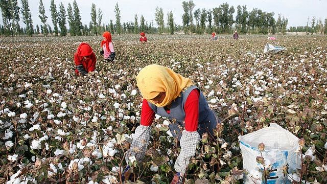 媒体报道称，维吾尔人被迫采摘供应全球市场的棉花。