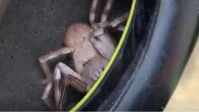 澳洲水管工感觉耳朵痒痒，结果发现惊人一幕：戴着的耳罩里有一只巨大的猎人蜘蛛（组图） - 1