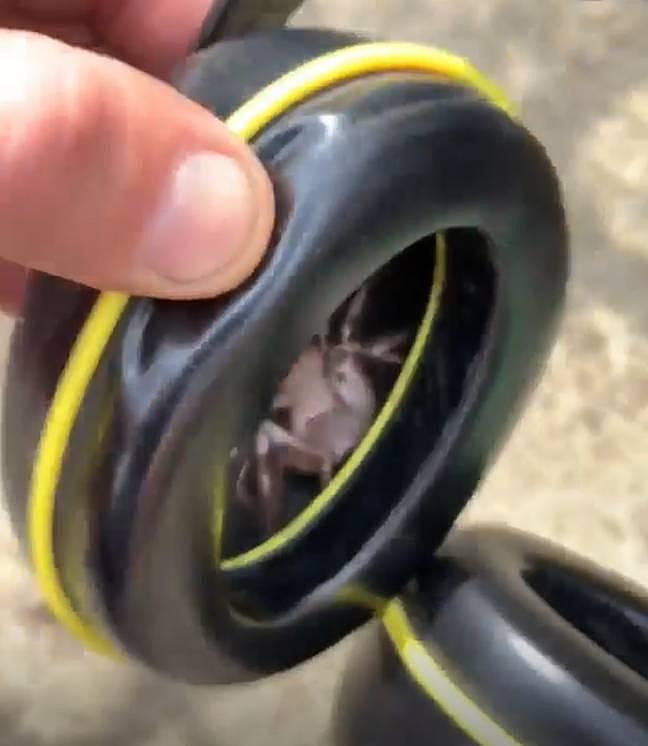 澳洲水管工感觉耳朵痒痒，结果发现惊人一幕：戴着的耳罩里有一只巨大的猎人蜘蛛（组图） - 2