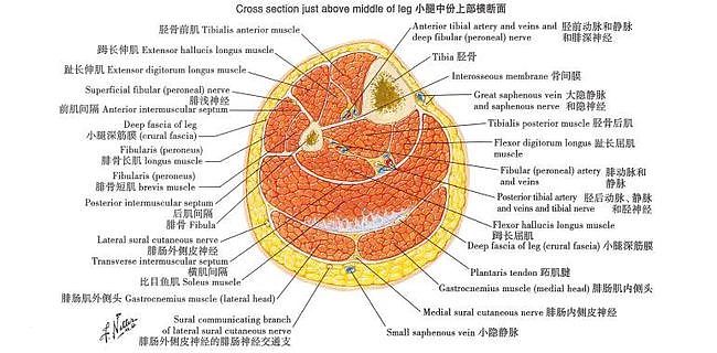 吓到了！他晒丈母娘老家寄来的肉，却被网友称：像是人的小腿（组图） - 6