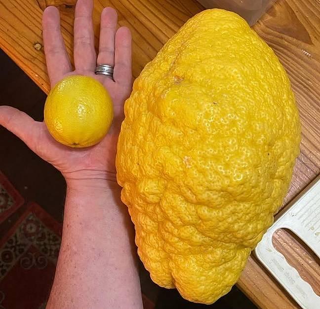 澳洲园丁种出5.2斤“巨型柠檬”！有成年男人手臂那么大，赠送给当地厨师开发新吃法（组图） - 3