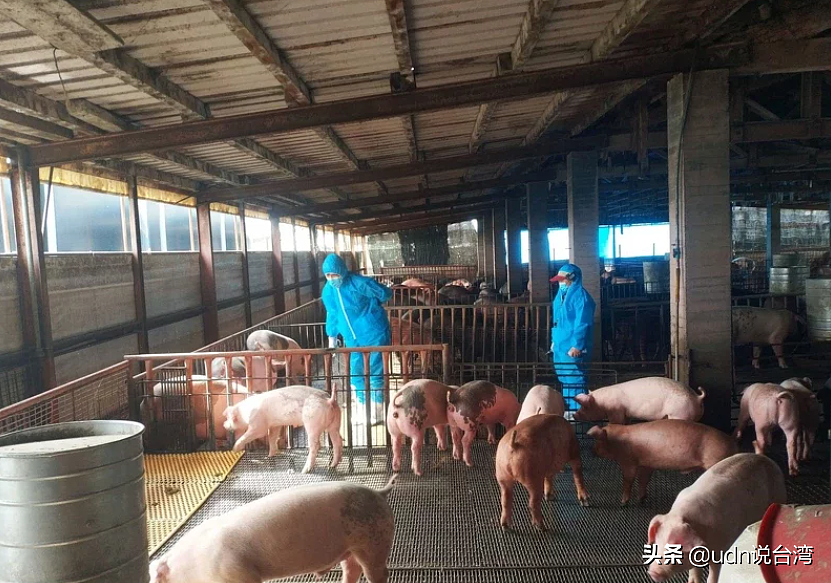 台湾宜兰县政府加强防控非洲猪瘟