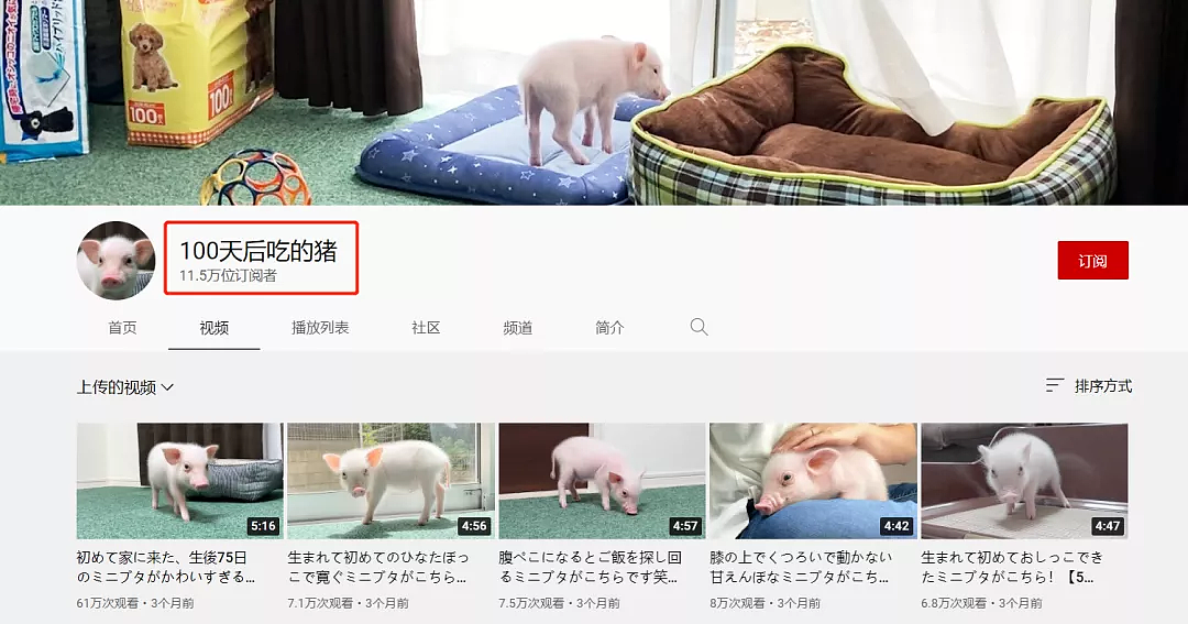 日本网友直播养宠物猪100天后，把猪做成烤乳猪吃掉，网友们怒了