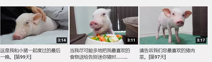 日本网友直播养宠物猪100天后，把猪做成烤乳猪吃掉，网友们怒了