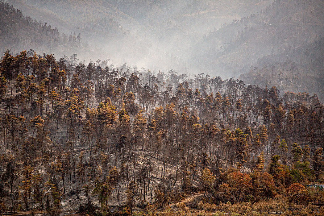 希腊今年夏天的火灾烧毁了数万英亩的森林。