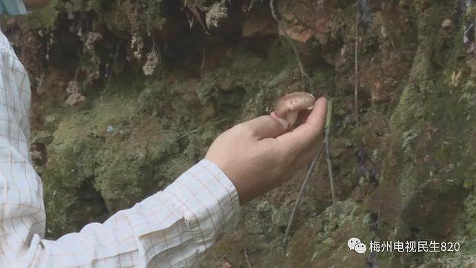 广东祖孙3人吃野生菇身亡，2只猫喝剩下的汤也被毒死，长这样的菌菇千万别碰！（组图） - 4