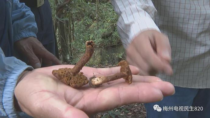 广东祖孙3人吃野生菇身亡，2只猫喝剩下的汤也被毒死，长这样的菌菇千万别碰！（组图） - 3