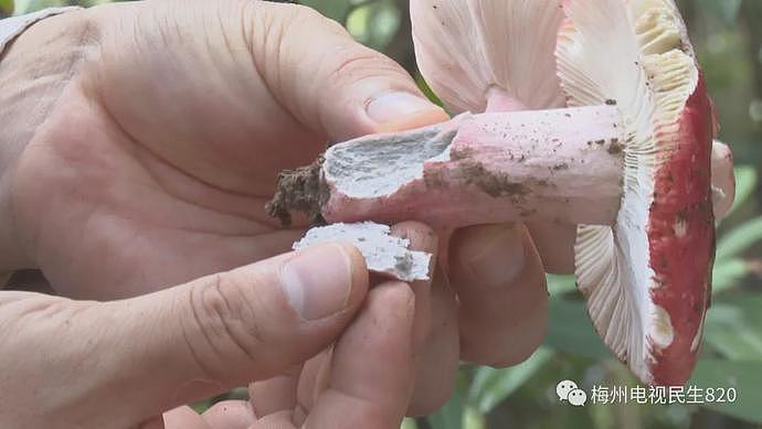 广东祖孙3人吃野生菇身亡，2只猫喝剩下的汤也被毒死，长这样的菌菇千万别碰！（组图） - 10