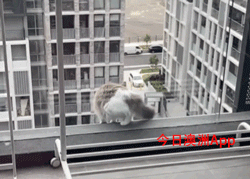 澳公寓高层外墙惊现宠物猫，岌岌可危吓坏华女邻居！RSPCA最终出手，铲屎官们都该注意（组图） - 3