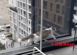 澳公寓高层外墙惊现宠物猫，岌岌可危吓坏华女邻居！RSPCA最终出手，铲屎官们都该注意（组图） - 1