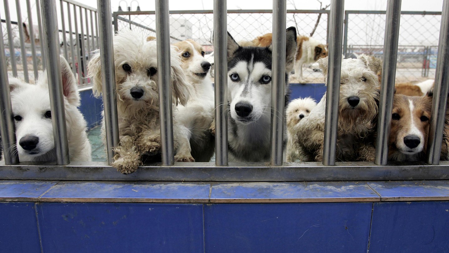 中国宠物繁殖行业的监管漏洞百出，动物福利未受重视。（路透社）