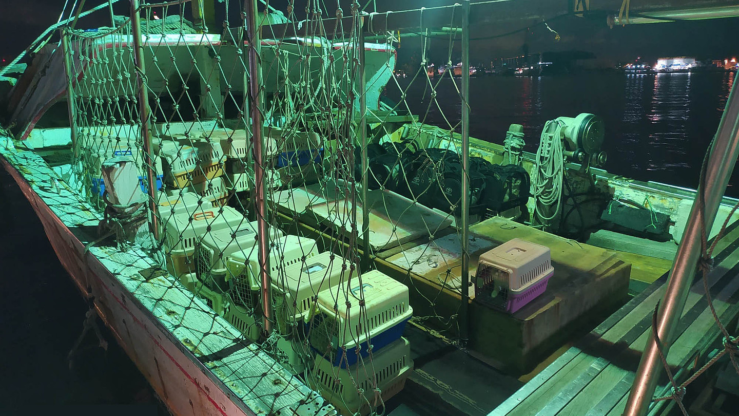 8月底台湾渔船从中国走私大批品种猫，循线追踪，合法繁殖商涉嫌下单。（台湾海巡署提供）