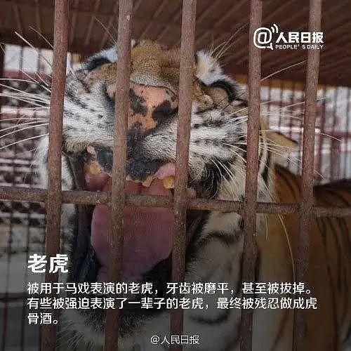 猩猩惨遭多人性侵：动物只是动物，人却不一定是人（组图） - 13