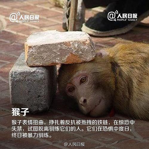 猩猩惨遭多人性侵：动物只是动物，人却不一定是人（组图） - 14