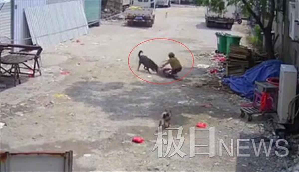 老太被恶犬拖咬2分钟身亡 肇事犬仍在酒楼养着（视频/图） - 1